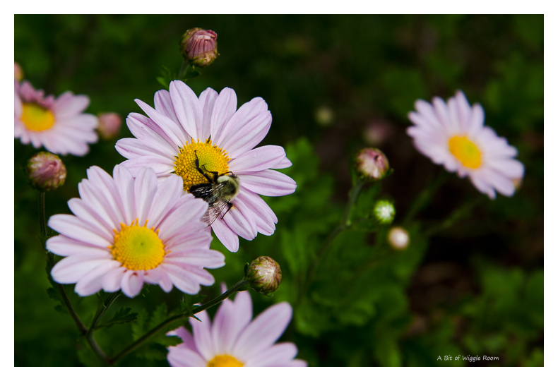 Daisy Mums and Busy Bumble Bee