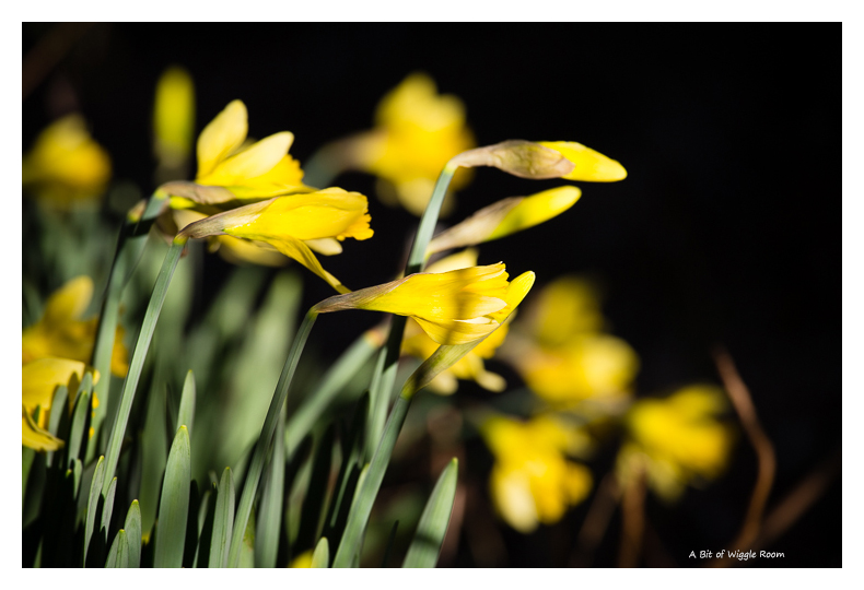 Daffodils - Bright yellow of spring 
