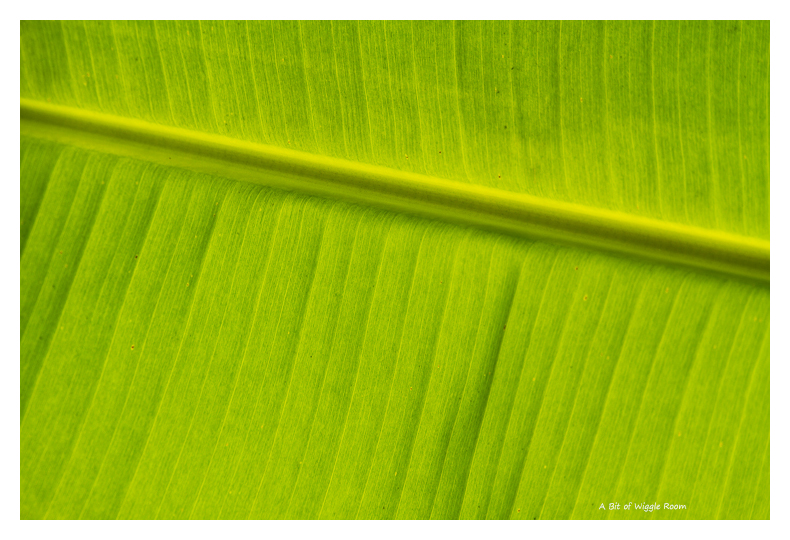 Banana Leaf - 1