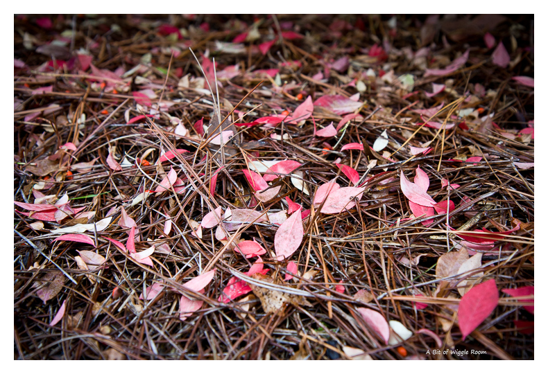 Fall, Fallen Leaves